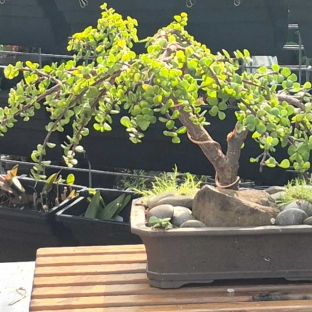 bonsai rainbow parrot design studio